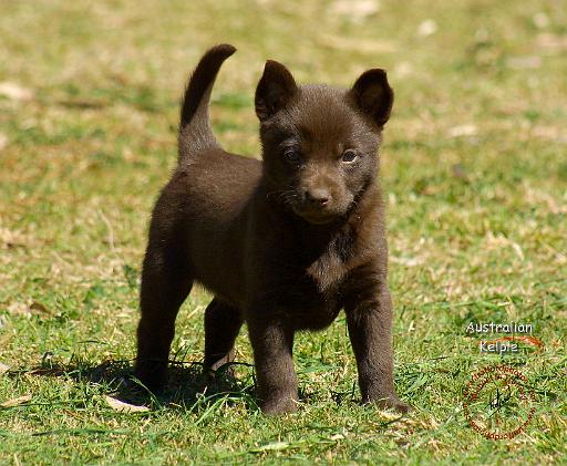 Australian Kelpie 9P022D-025.JPG